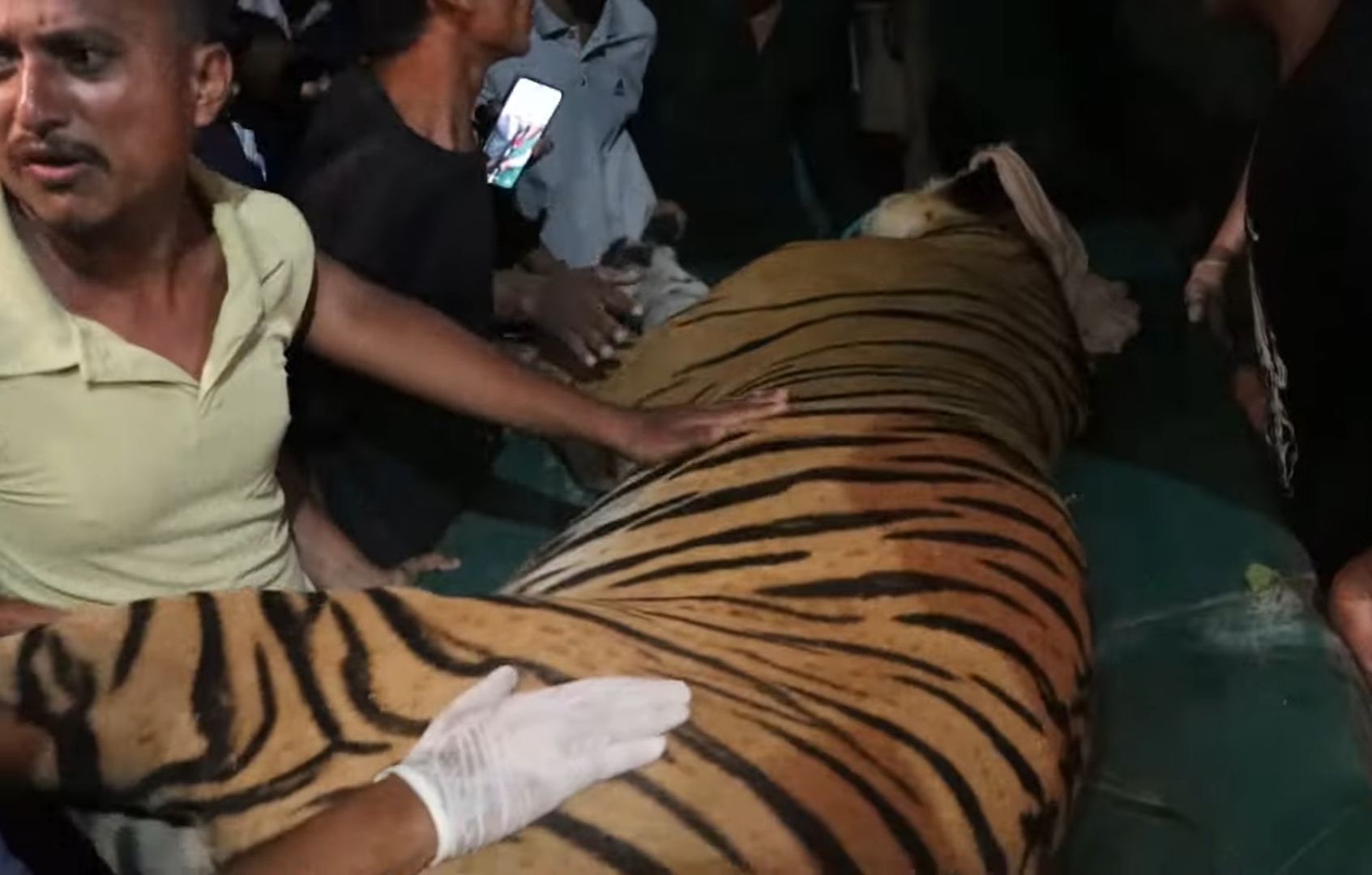 श्रेष्ठलाई घाइते बनाएको बाघलाई १५ घण्टापछि नियन्त्रणमा : Jana Aawaj News